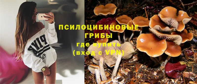 наркота  Лермонтов  omg как войти  Псилоцибиновые грибы Magic Shrooms 