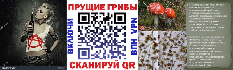 купить наркоту  Лермонтов  Галлюциногенные грибы Psilocybe 